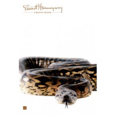 A quinta-coluna A quinta-coluna